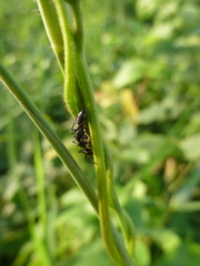 Camponotus