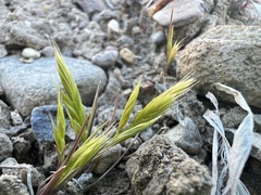 Steve Matson, CC BY, iNaturalist via GBIF Festuca octoflora, photograph Steve Matson, CC BY, iNaturalist via GBIF