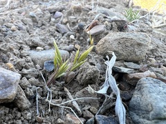 Festuca octoflora, photograph Steve Matson, CC BY, iNaturalist via GBIF