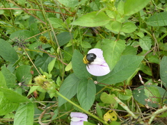 Xylocopa