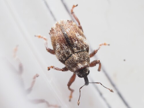 Trichosirocalus thalhammeri