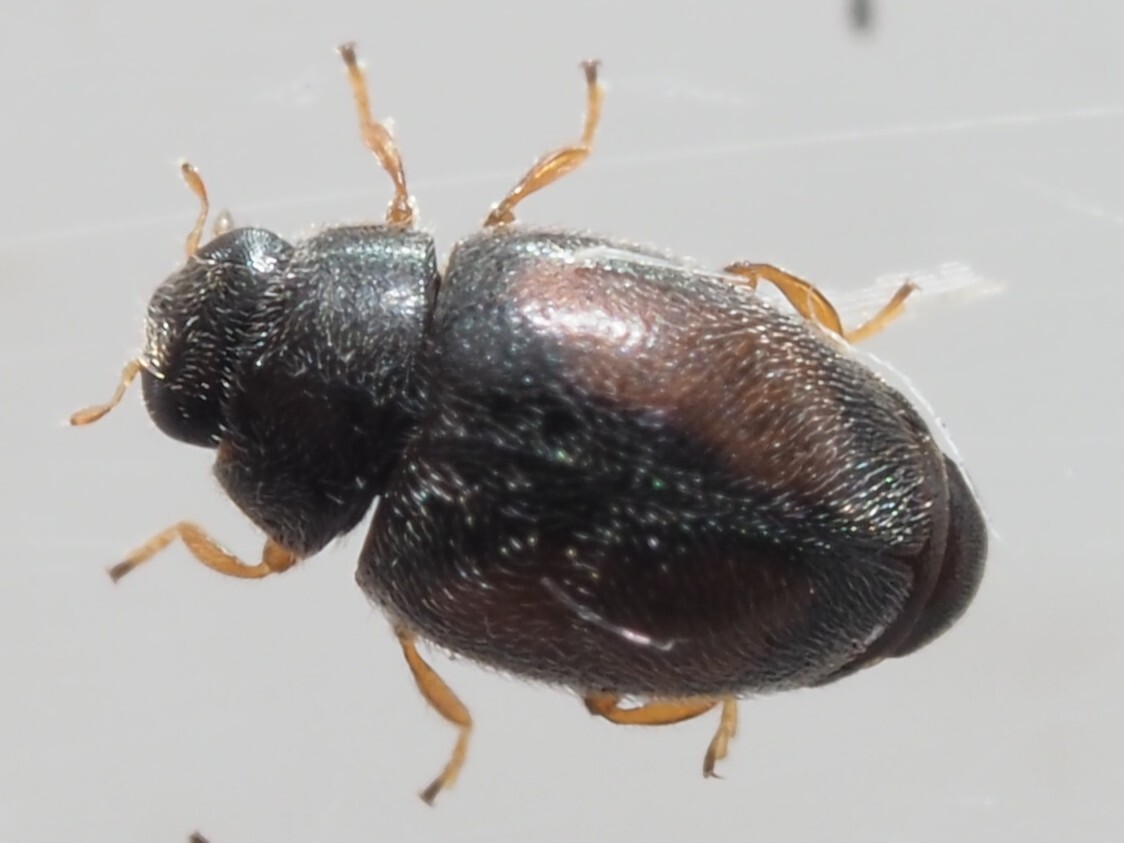 Nephus redtenbacheri
