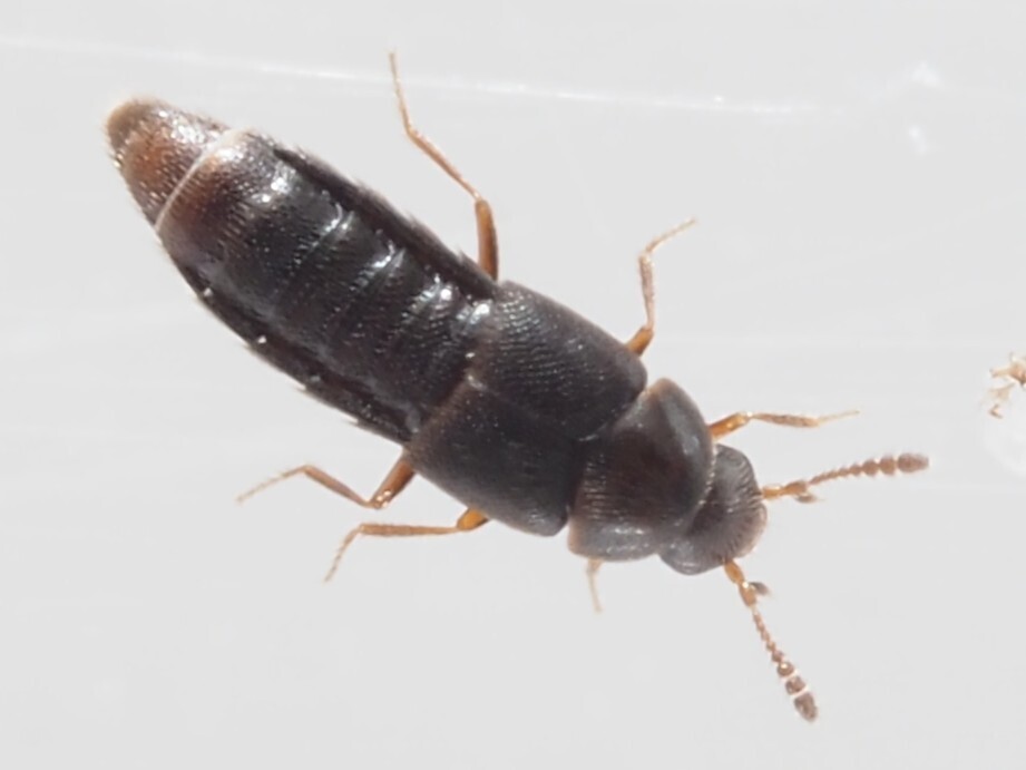 Oligota inflata
