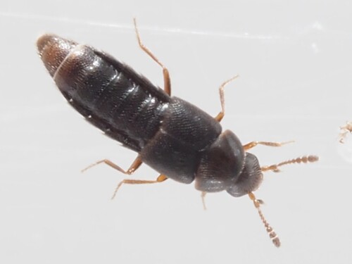 Oligota inflata