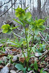 Helleborus odorus