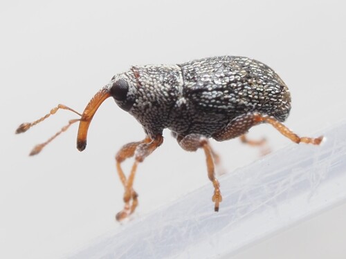 Trichosirocalus dawsoni