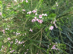Thryptomene
