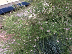 Thryptomene