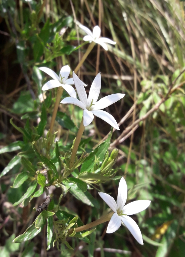 Heterophyllaea