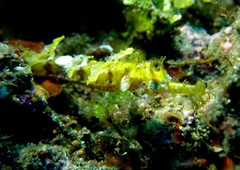 Halicampus macrorhynchus