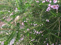 Thryptomene
