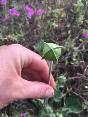 Tetragonotheca repanda