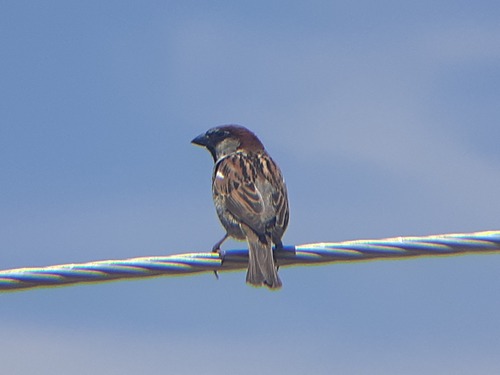 House Sparrow