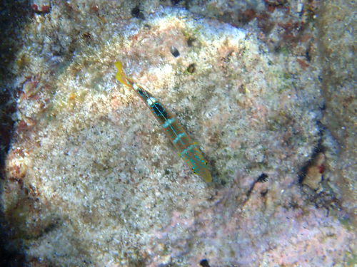 Halichoeres radiatus
