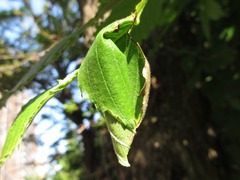 Phymatapoderus flavimanus