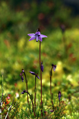 Gentianella rapunculoides
