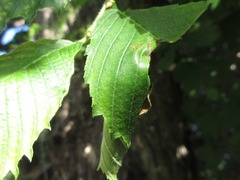 Phymatapoderus flavimanus