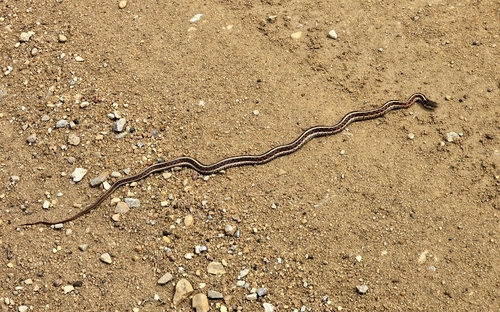 Common Garter Snake