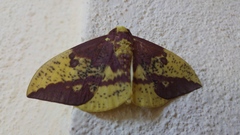 Eacles imperialis decoris
