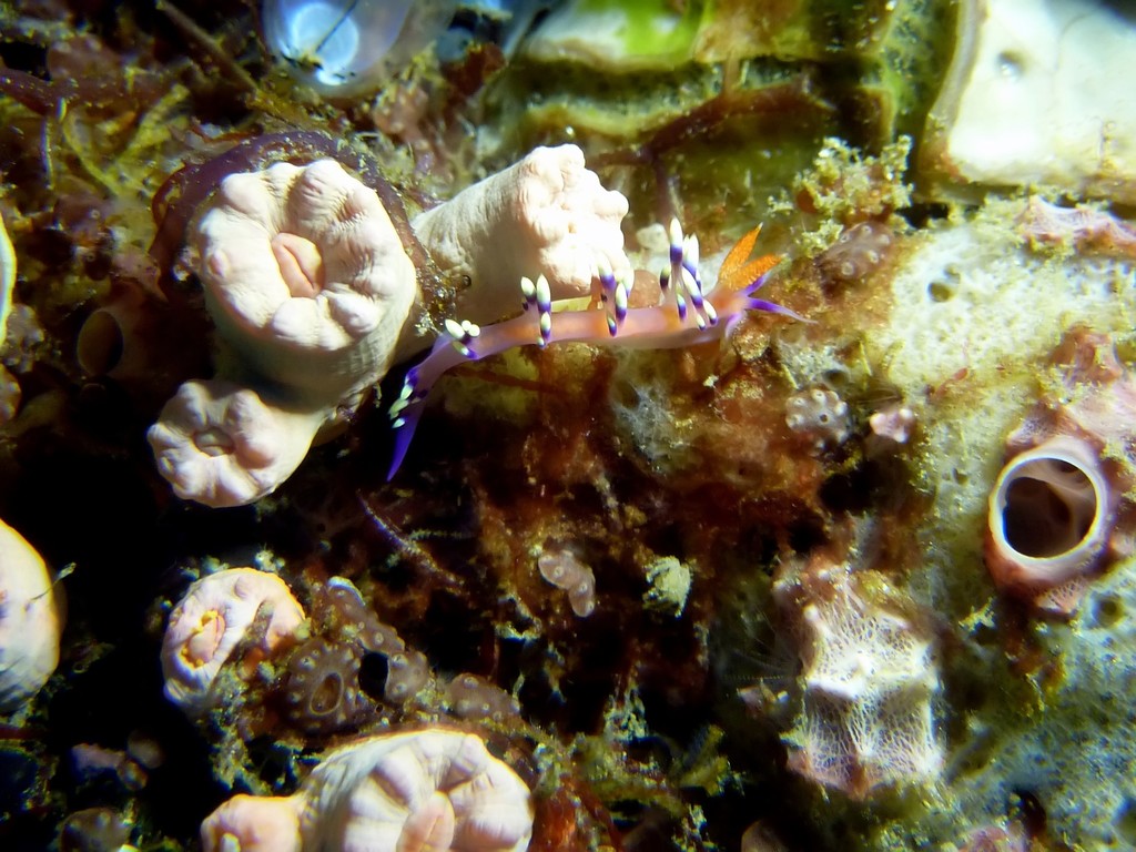 Desirable Flabellina