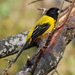 Audubon's Oriole - Photo (c) Jerry Oldenettel, some rights reserved (CC BY-NC-SA)
