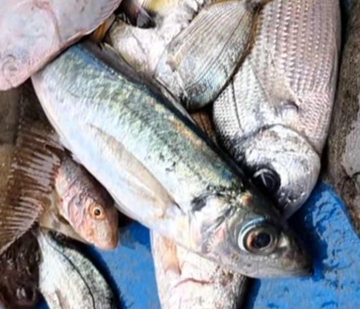 Mediterranean horse mackerel (Trachurus mediterraneus) — Carangidae