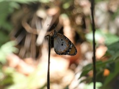Danaus chrysippus alcippus