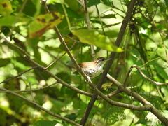 Thryophilus pleurostictus