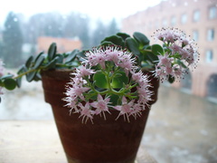 Hylotelephium sieboldii