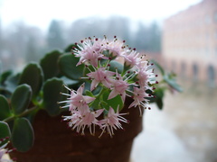 Hylotelephium sieboldii