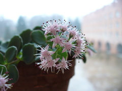 Hylotelephium sieboldii