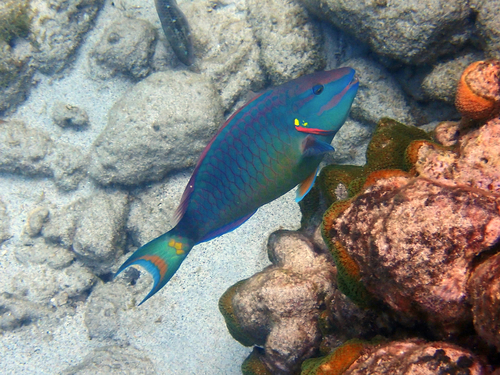 Sparisoma viride