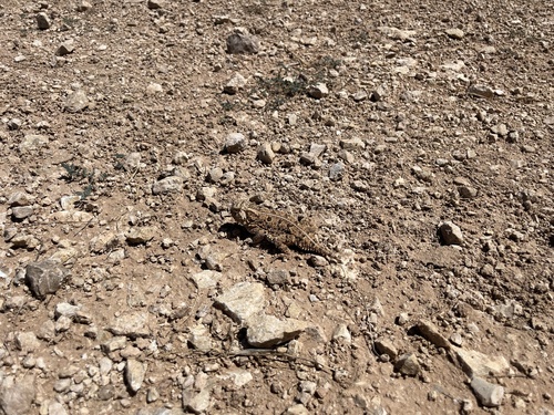 Texas Horned Lizard