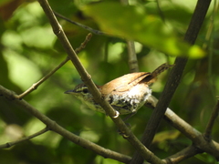 Thryophilus pleurostictus