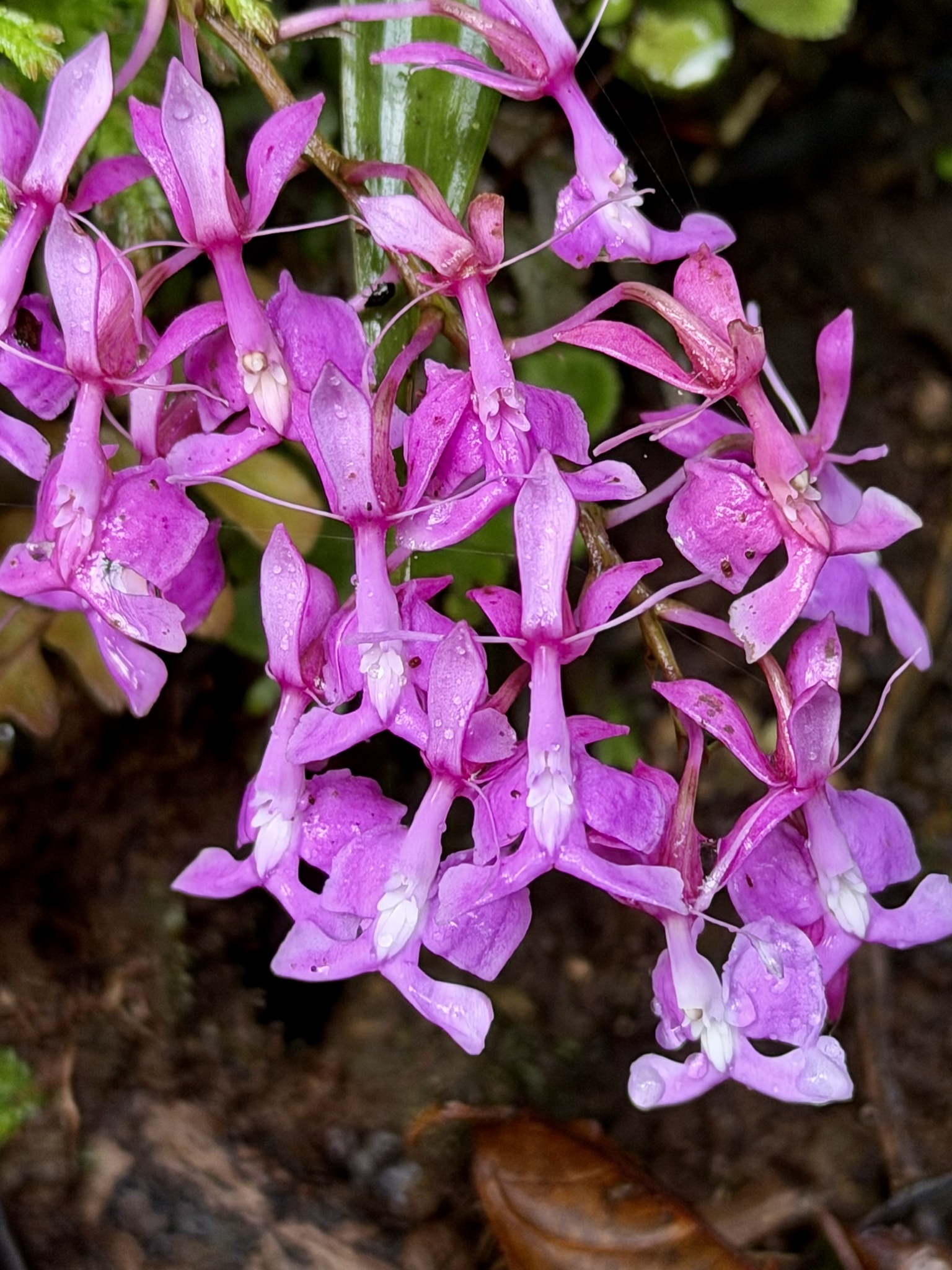 Epidendrum nanegalense Hágsater & Dodson 3