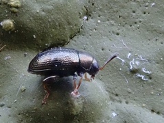 Chaetocnema hortensis