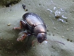 Chaetocnema hortensis