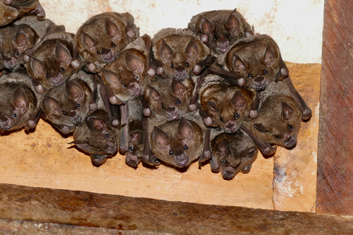 Seba's Short-tailed Bat