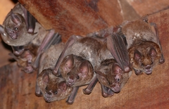 Seba's Short-Tailed Bat photo 2