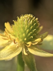 Ranunculus cantoniensis
