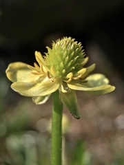Ranunculus cantoniensis
