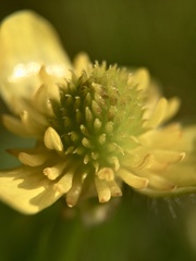 Ranunculus cantoniensis