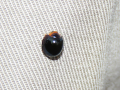 Chilocorus nigritus