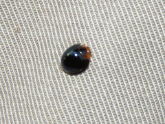 Chilocorus nigritus