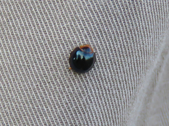 Chilocorus nigritus
