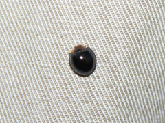 Chilocorus nigritus