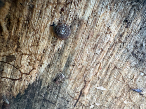 Gonyodiscus rotundatus
