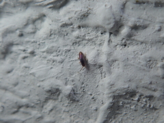 Lepidocyrtus cyaneus