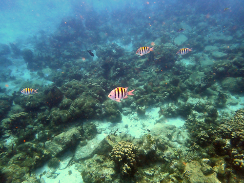 Abudefduf saxatilis