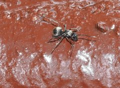 Polyrhachis wolfi